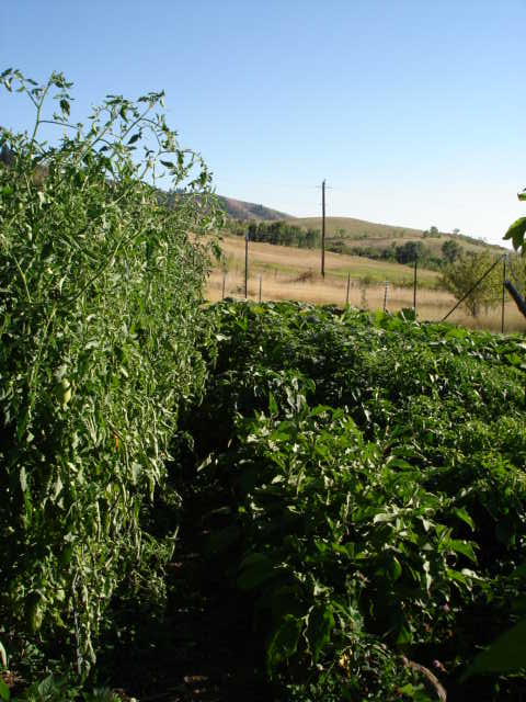 [garden 2012 Sept 3 009.jpg]